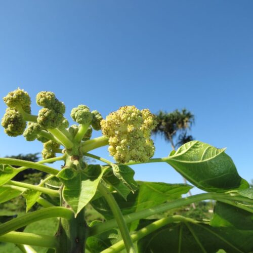 ‘ōporovainui, une plante très rare conservée à l’Herbier de la Polynésie française.