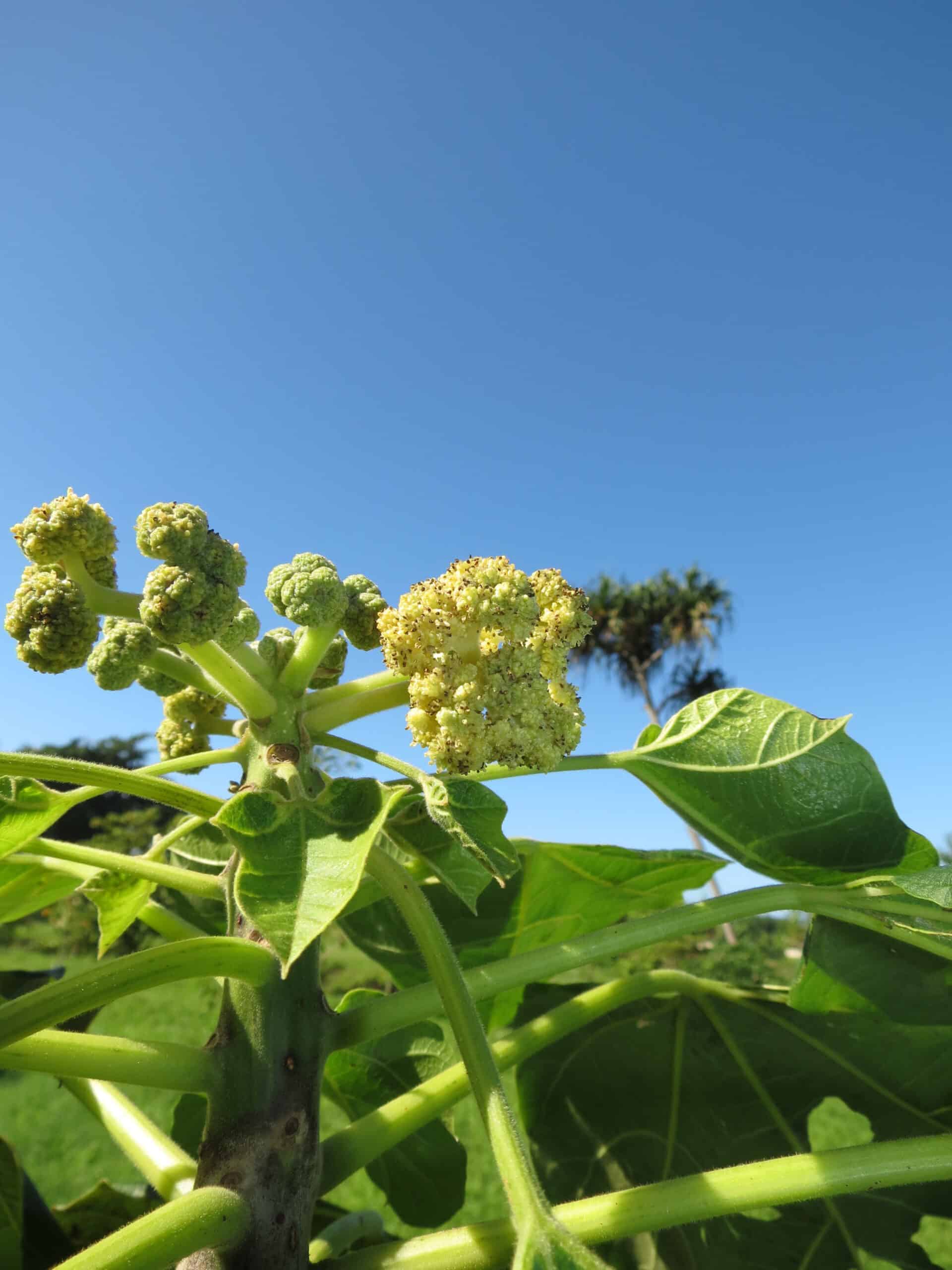 Gyrocarpus americanus subsp. americanus Inflorescences 1 Plantation conservatoire Atimaono Tahiti 18 juin 2015 (5)