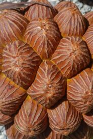 Image détaillée de l’infrutescence du Pandanus papateaensis Butaud, F. Jacq & Callm. © F. Jacq