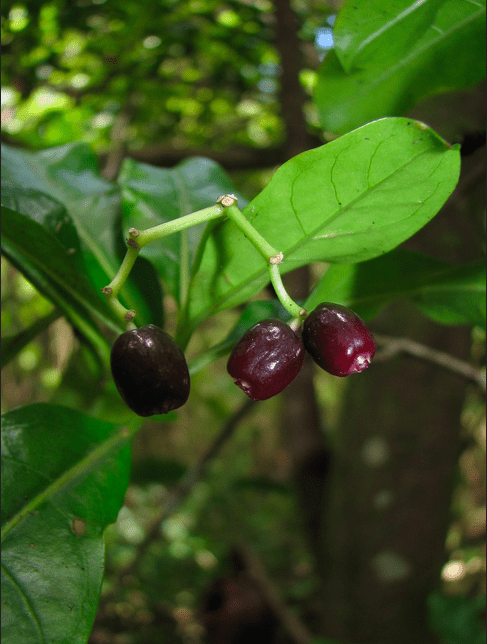 L’Herbier de la Polynésie française