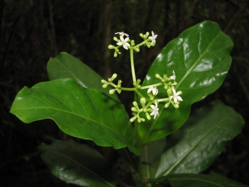 Psychotria niauensis Butaud & J.Florence, sp. nov. (Butaud 1540). © J.-F. Butaud