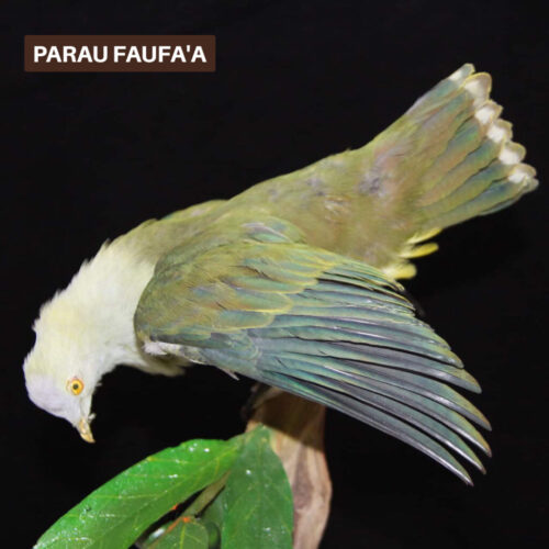 U’upa – Pigeon Vert