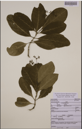 l’isotype de Psychotria niauensis Butaud & J.Florence, sp. nov. (Butaud 1519 [PAP015889]). © J.-F. Butaud