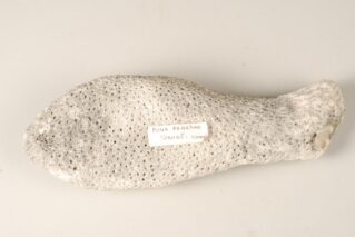 i’a à peine façonné dans le corail.©MTI